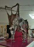 hooded dino @ ROM