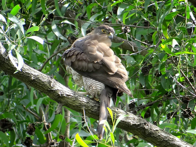 鳳頭蒼鷹/無限台南