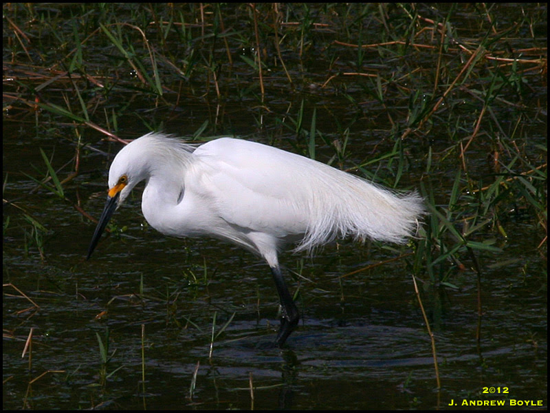 Snowy Egret Snowy Egret
