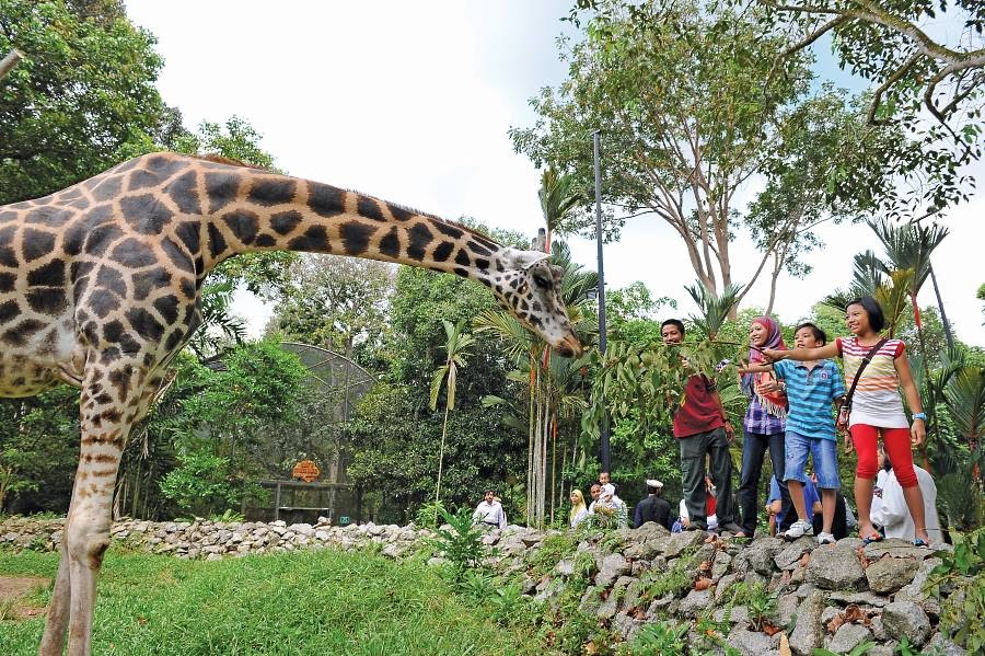 Petting Zoo In Melaka - We have a list of 16+ animal farms in georgia