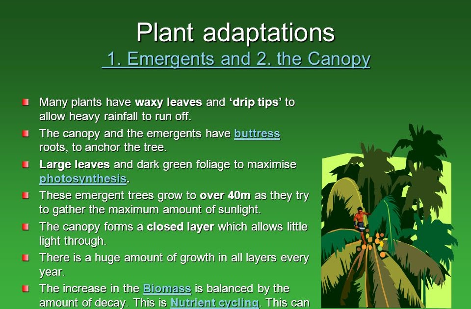 what are 2 plant adaptations
