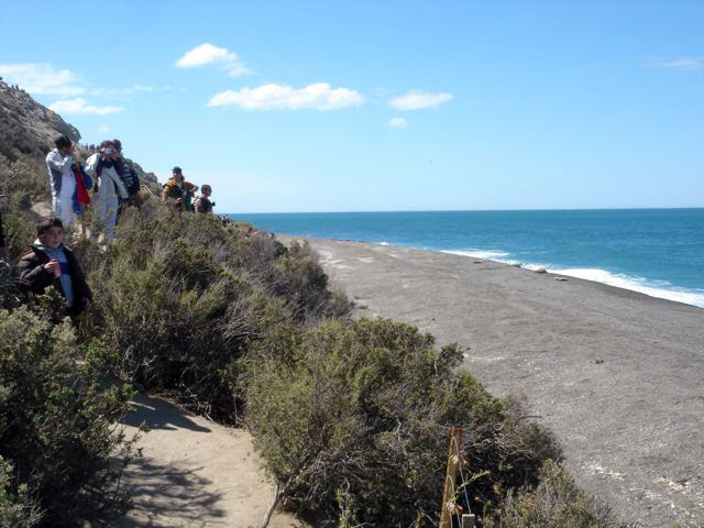 Elephant seals in Península Valdés