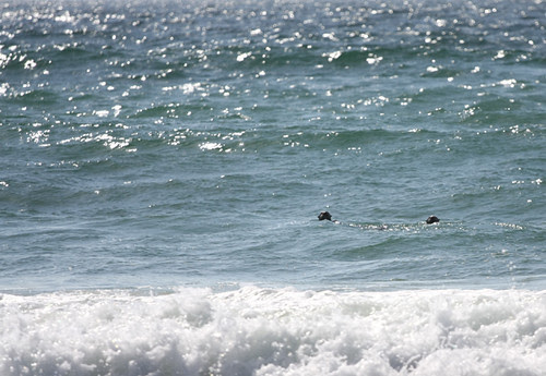Sea otters are sea otters