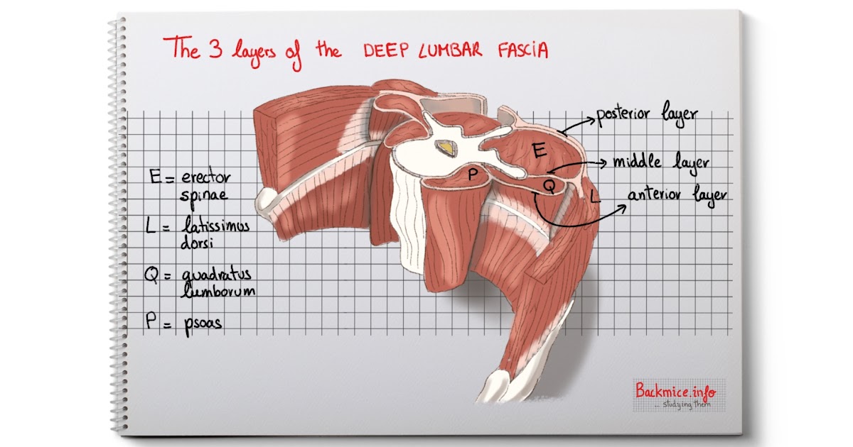 Anatomical Name Of Lower Back Muscles / Muscles III - Anatomy