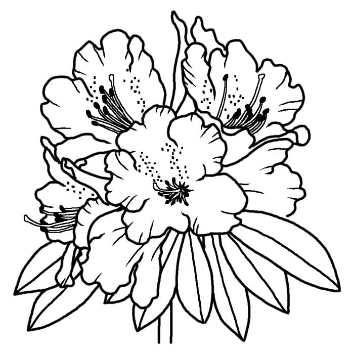 最高のコレクション シャクナゲ イラスト Free Illustration Material
