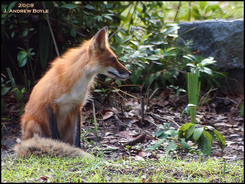 Red Fox