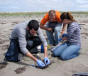 Photo of COASST volunteers tagging a sooty shearwater.