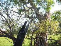 Free Image Hosting at www.ImageShack.us