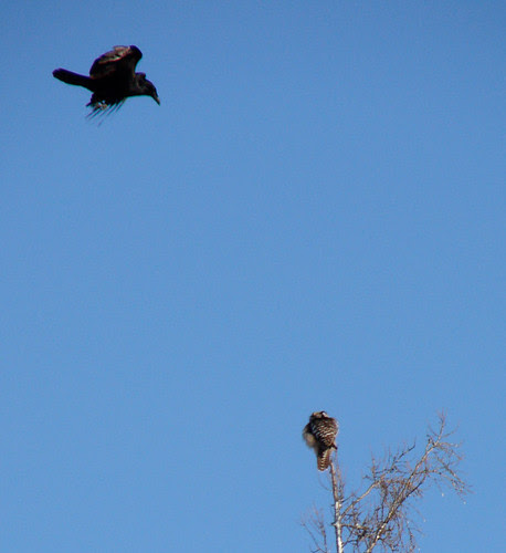 Raven attacking Northern Hawk Owl