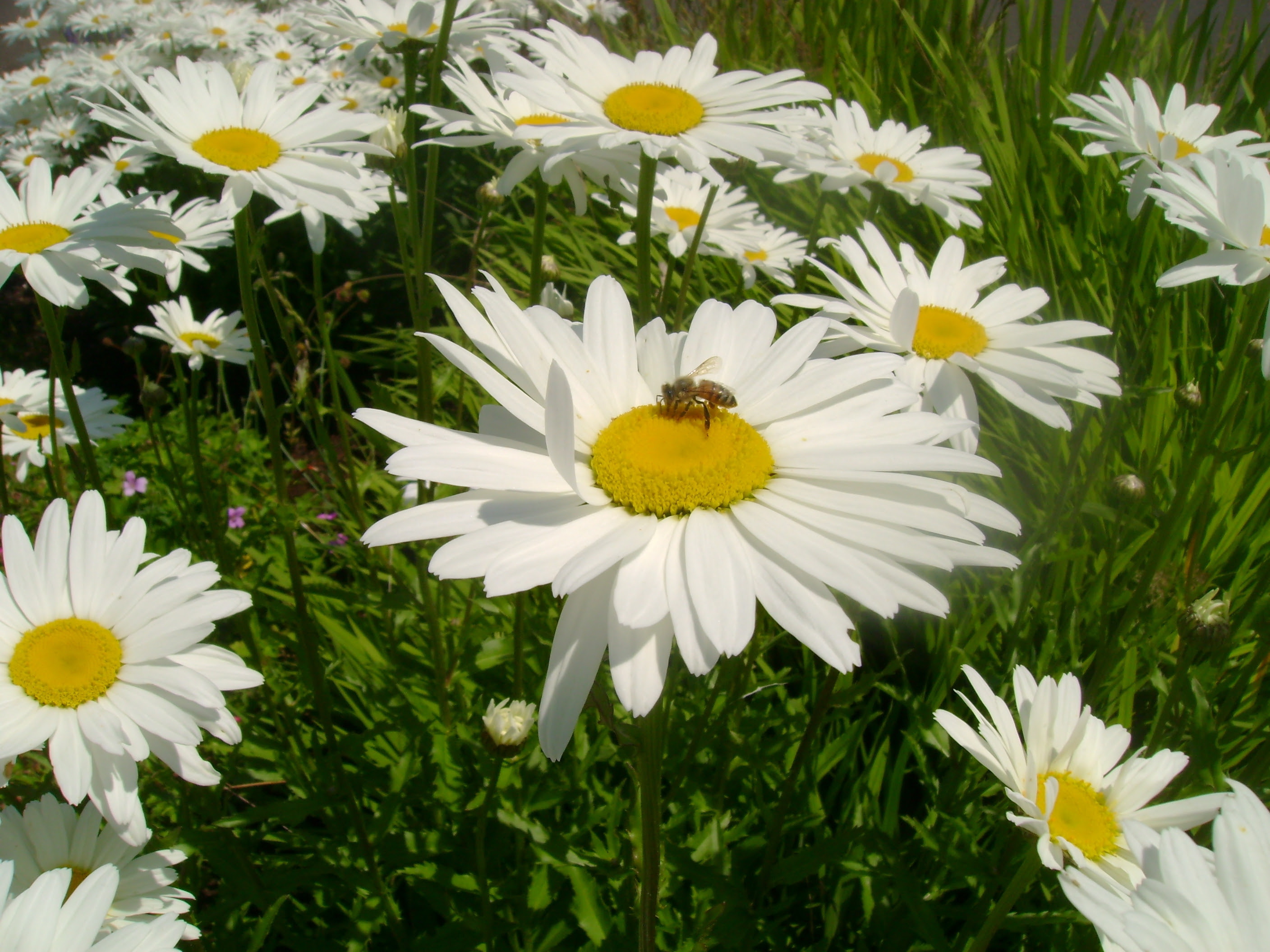 Daisy Wallpapers Images Photos Pictures Backgrounds