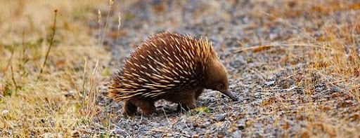 Mammals That Lay Eggs Are Called - Pets Lovers