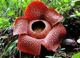 Flora berupa bunga bangkai atau rafflesia arnoldi ditemukan di benua asia yaitu di negara