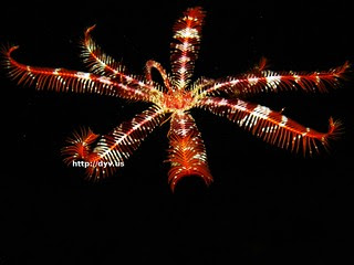 Flying feather star