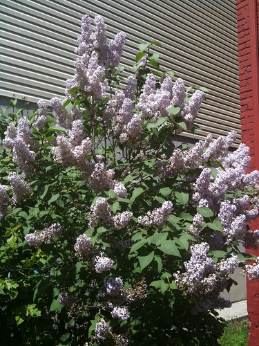 Lilac bush