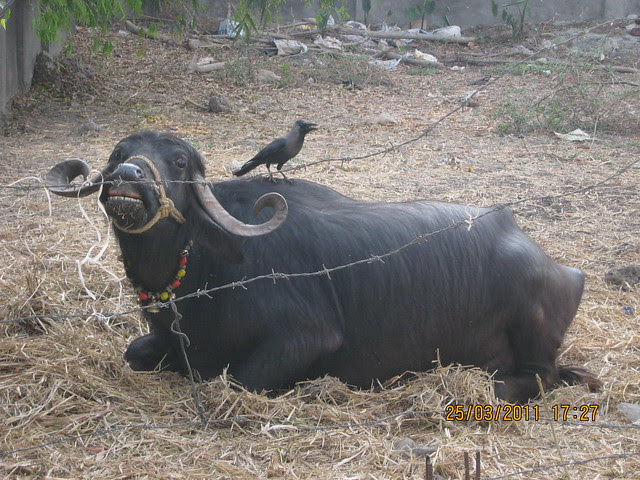 2 Friends in Prathamesh Park. A Buffalo and a crow.