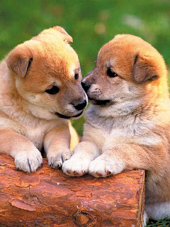 最も共有された 柴犬 待ち受け 2157 柴犬 可愛い 待ち受け