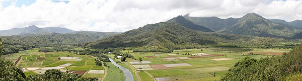 A view of the Hanalei Valley which is in Northern Kauaʻi.  The Hanalei River runs through the valley and 60% of Hawaii's taro is grown in its fields.