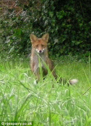 The family believe this mother fox is responsible for the shoes deliveries to their home