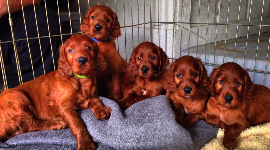 Irish Setter Puppies Near Me / Golden Ridge Hi Breds Golden Irish