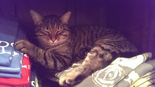 Pepper, the Three Sisters Winery cat