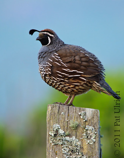 Ruffled California quail - Pat Ulrich Wildlife Photography