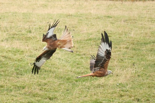 Red Kites