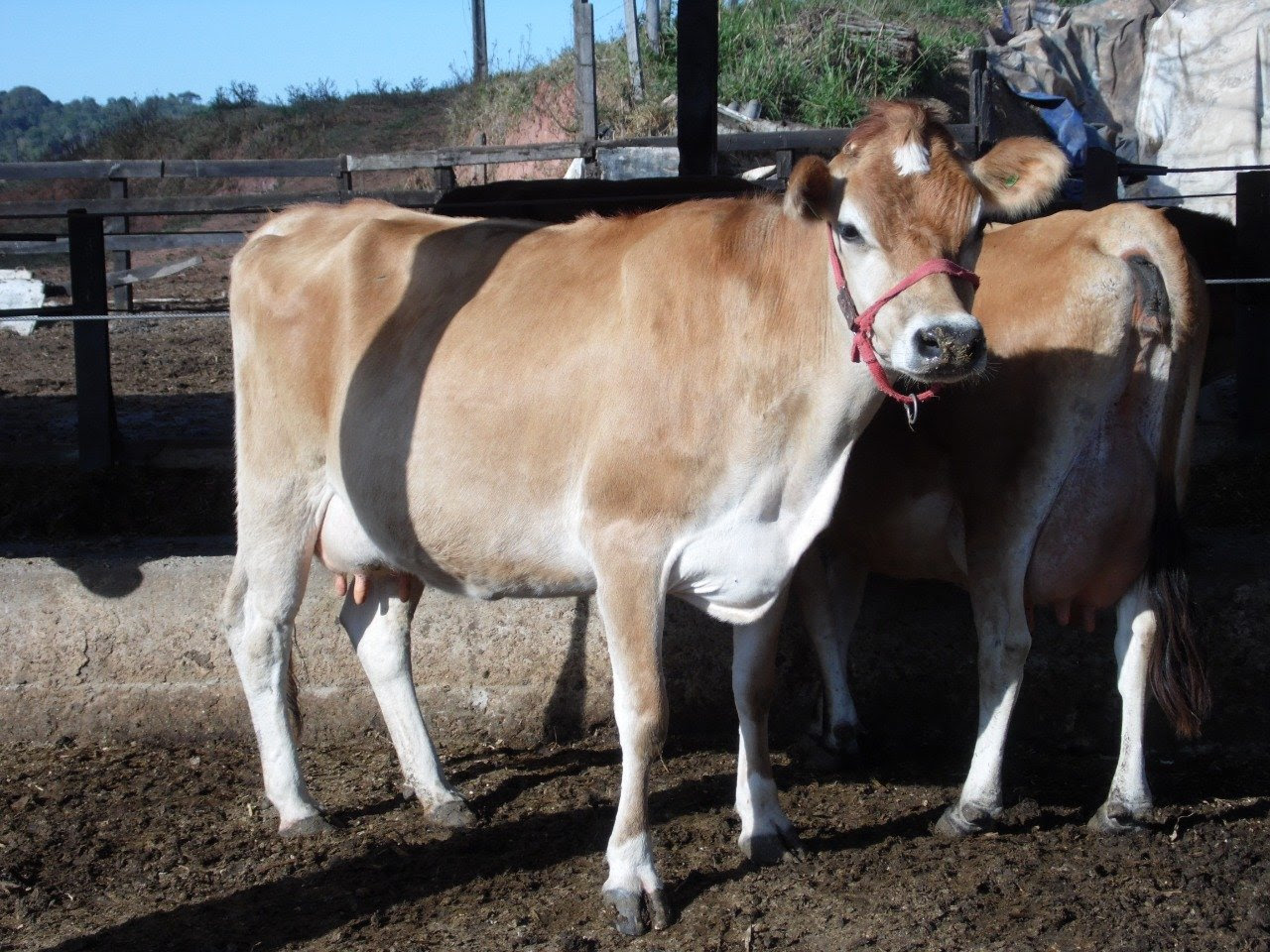 Arroba Da Vaca Em Goias 2018 - Vaca Importante