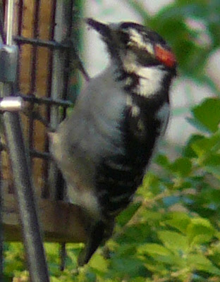 Woodpecker