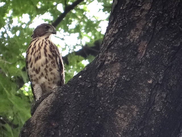 鳳頭蒼鷹/無限台南