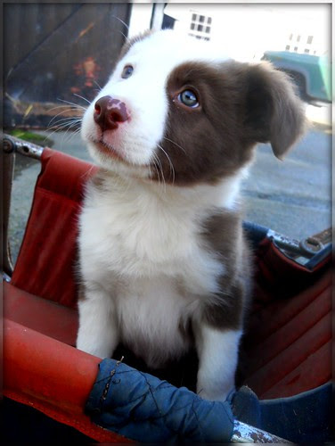 Pip