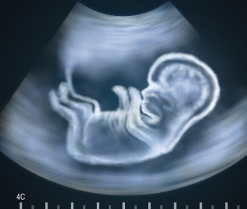 El estatuto antropológico del embrión humano