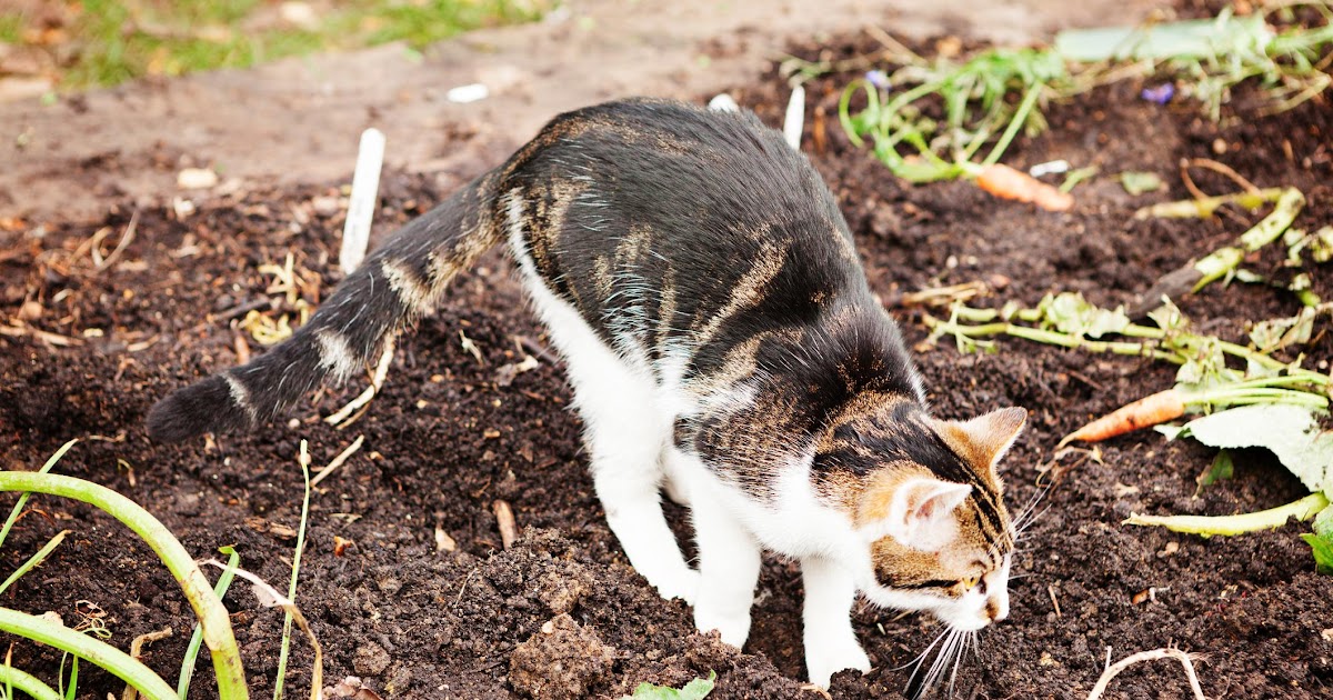 20+ toll Sammlung Was Hilft Gegen Katzen Im Garten