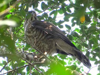 鳳頭蒼鷹/無限台南