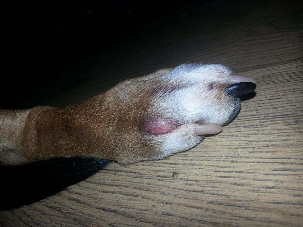 25 Images Dog Paw Swollen Red Between Toes Treatment Demodectic Mange