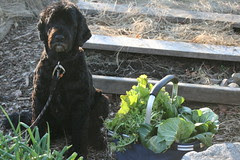 skippy with late fall harvest 052