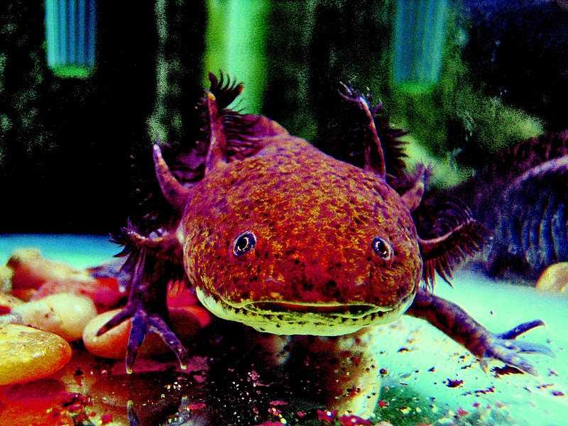 File:AxolotlCalisto.jpg