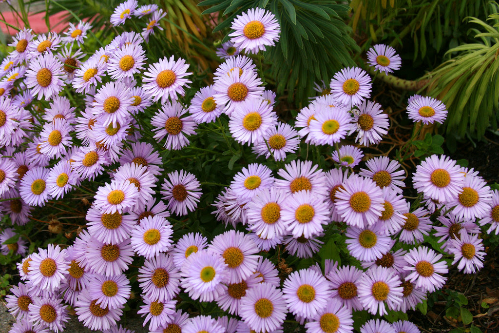 erigeron wayne roderick