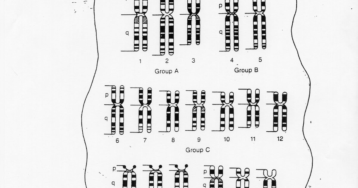14.1 Human Chromosomes Worksheet Answer Key / Honors Biology Mrs Baltz