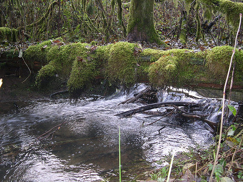 Creek