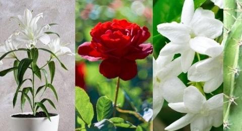 Menakjubkan 30 Gambar Bunga Yg  Bagus  Dan Indah Gambar 