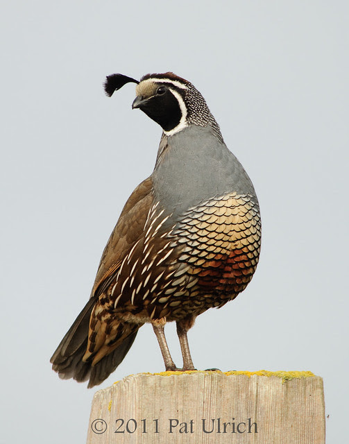 Coy California quail -- Pat Ulrich Wildlife Photography