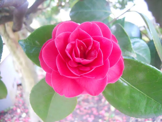 spring2011 017