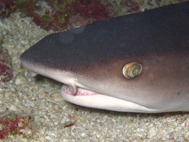 File:Whitetip reef shark head.JPG