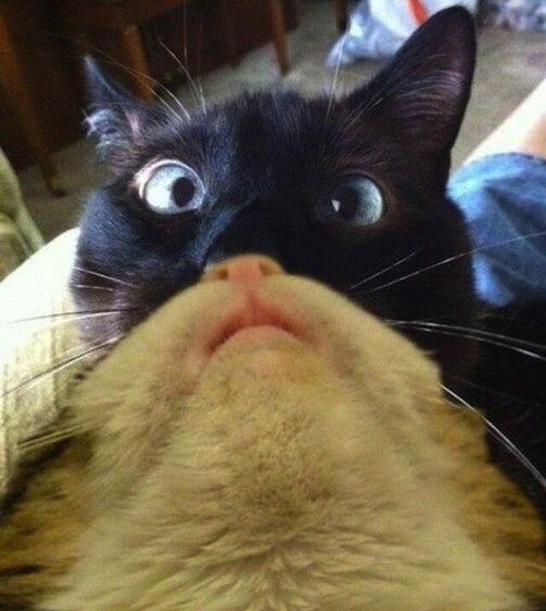 I can't stop laughing