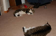 TigerRoast2-Dec-08.jpg