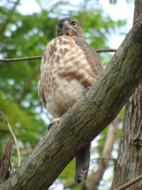 鳳頭蒼鷹/無限台南