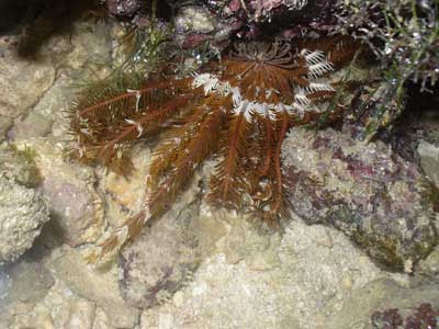 Fish-Toadfish Family Batrachoididae (Hantu)