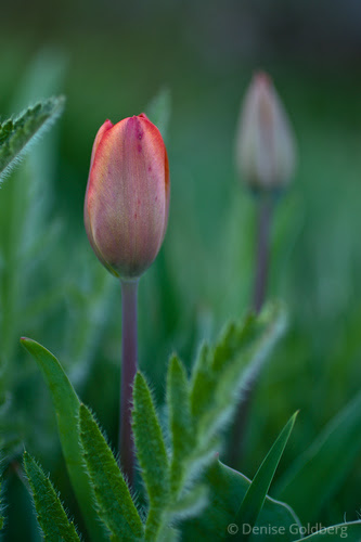 closed tulip standing tall