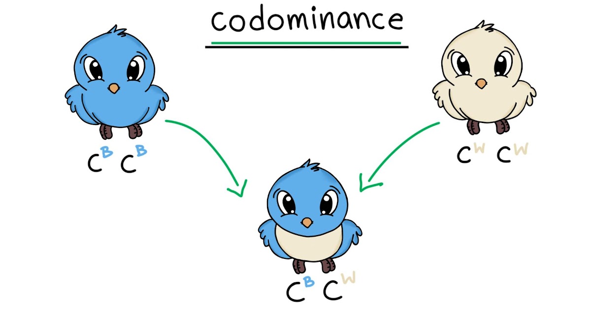 What Are Codominance And Incomplete Dominance