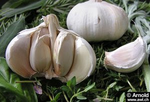 bawang-putih